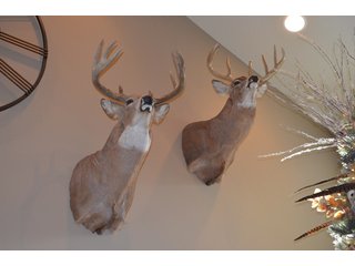 54.7 Acres with 50 tillable and 4.3 wooded.  Surrounded by heavy deer population on CRP land.  Great trophy deer hunting on established food plots.  Hunting tower.

Receive income on tillable acres while abundance of deer hunting on established food plot. - Great Investment Opportunity - Tillable Land, Recreation & Building Site